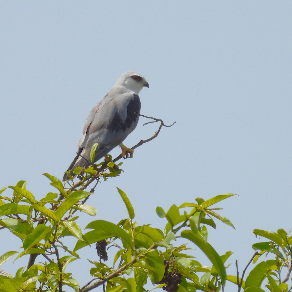 Black-winged Kite - ML657968227