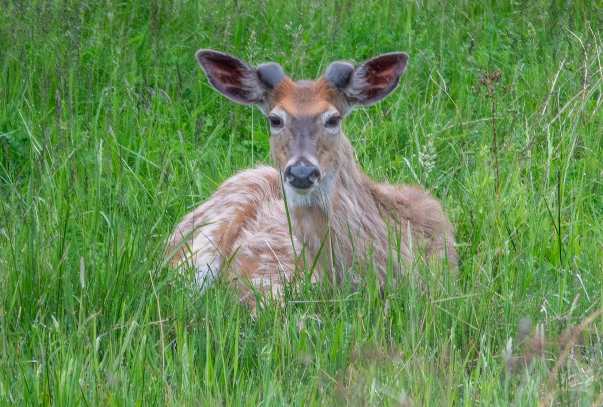 White-tailed Deer - ML657968232
