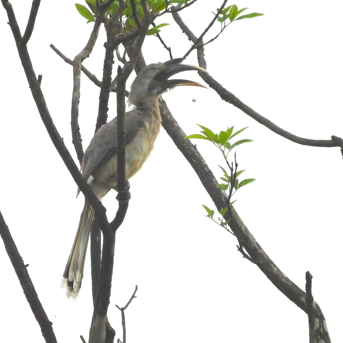 Indian Gray Hornbill - ML657968242