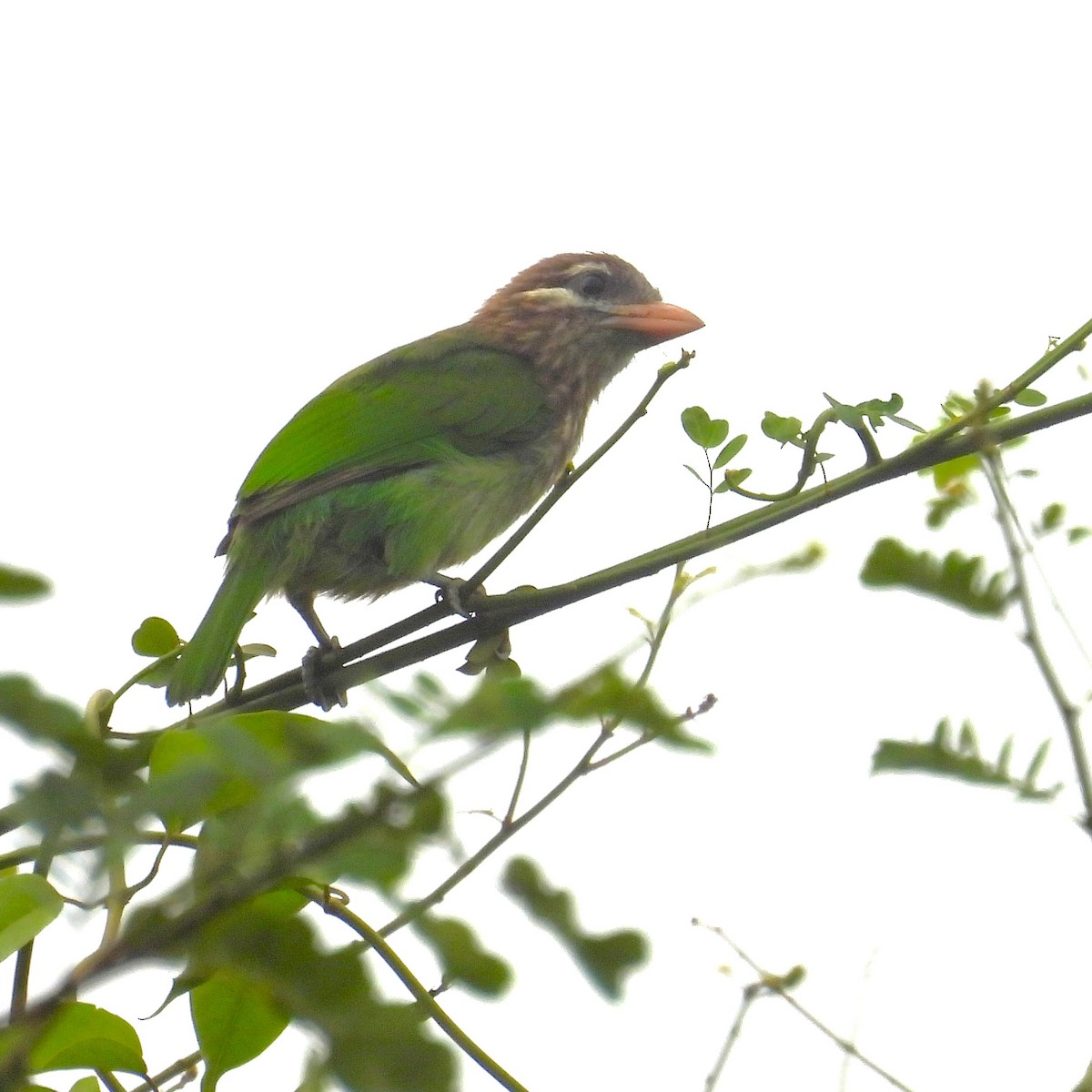 White-cheeked Barbet - ML657968252