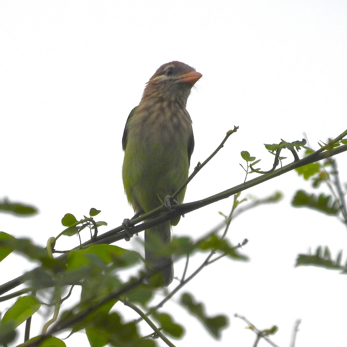 White-cheeked Barbet - ML657968254