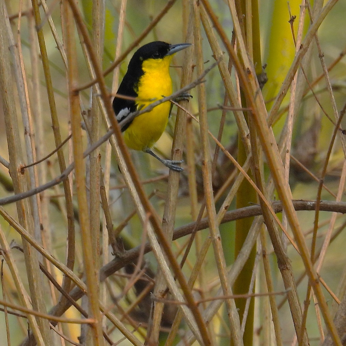 Common Iora - ML657968271