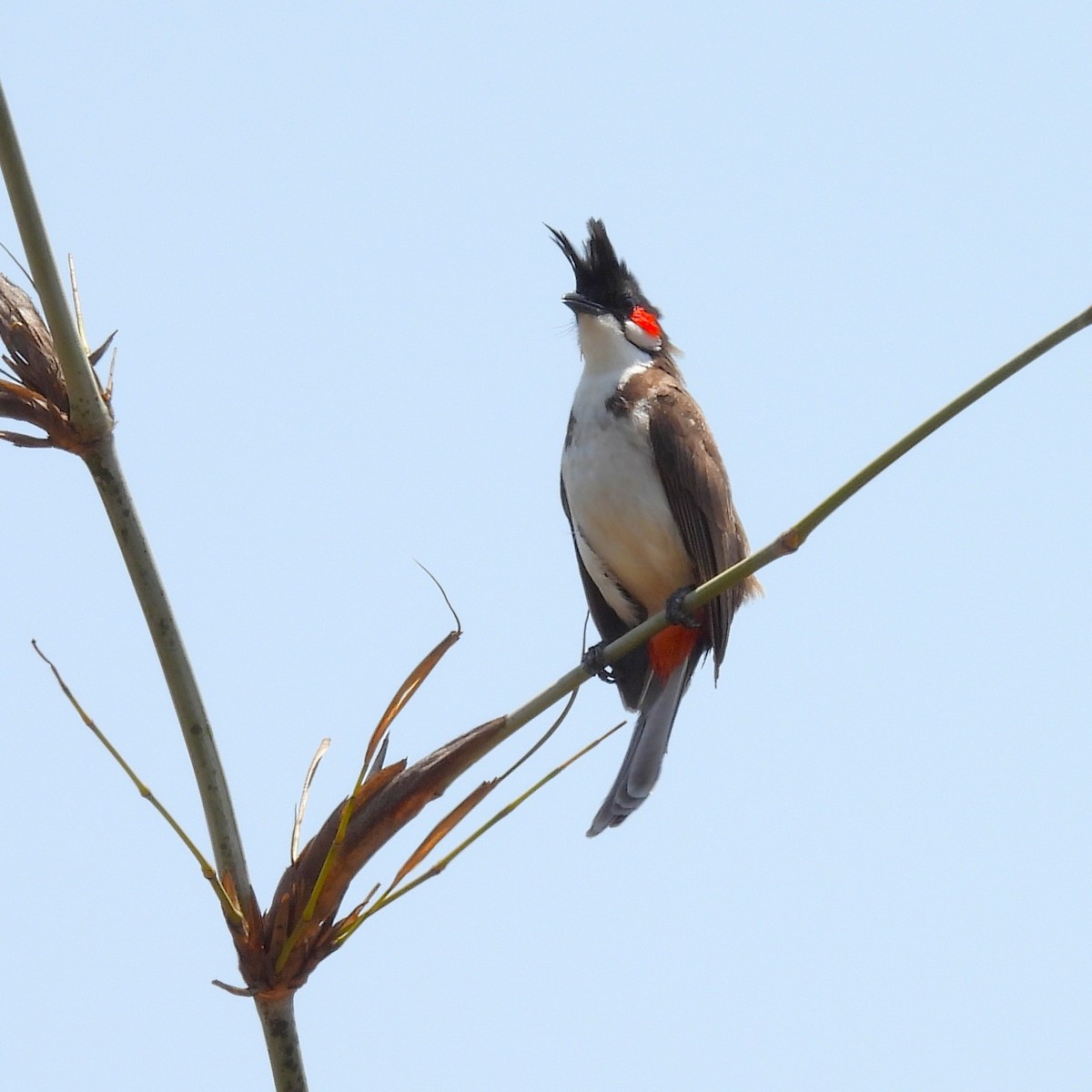 Red-whiskered Bulbul - ML657968294