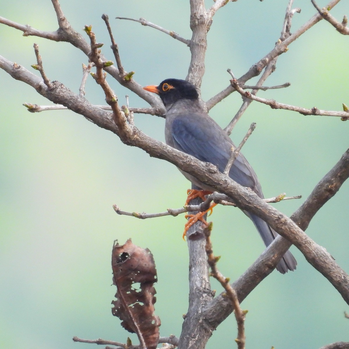 Indian Blackbird - ML657968312