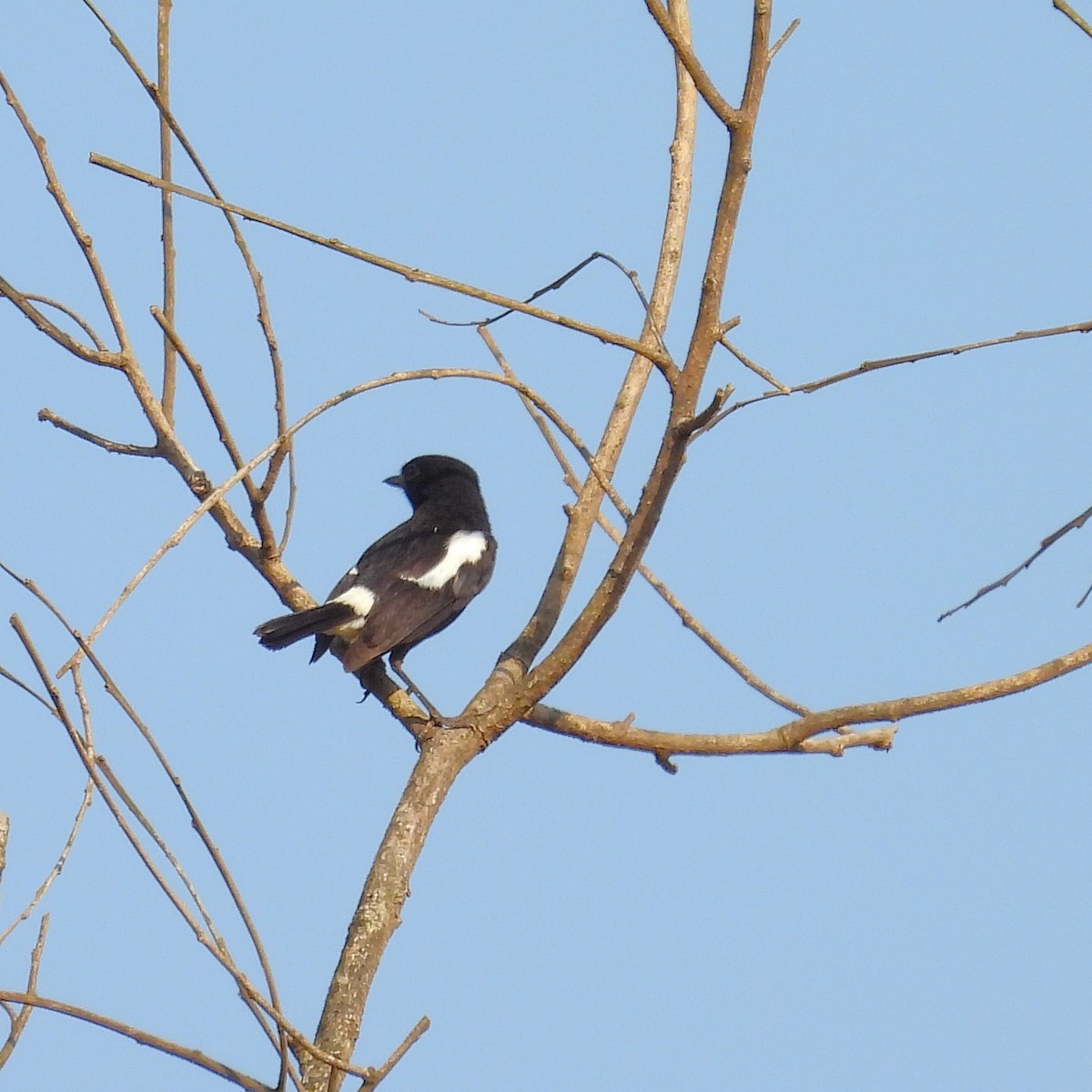 Pied Bushchat - ML657968325