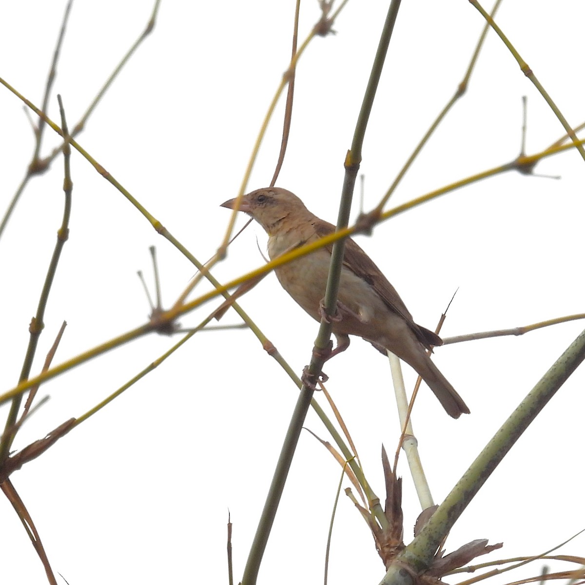 Yellow-throated Sparrow - ML657968346