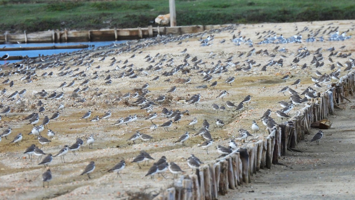 Tibetan Sand-Plover - ML657968450