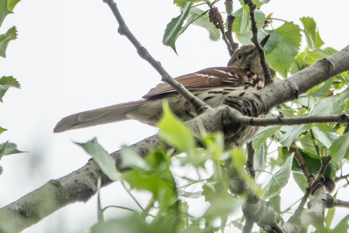 Brown Thrasher - ML657968518