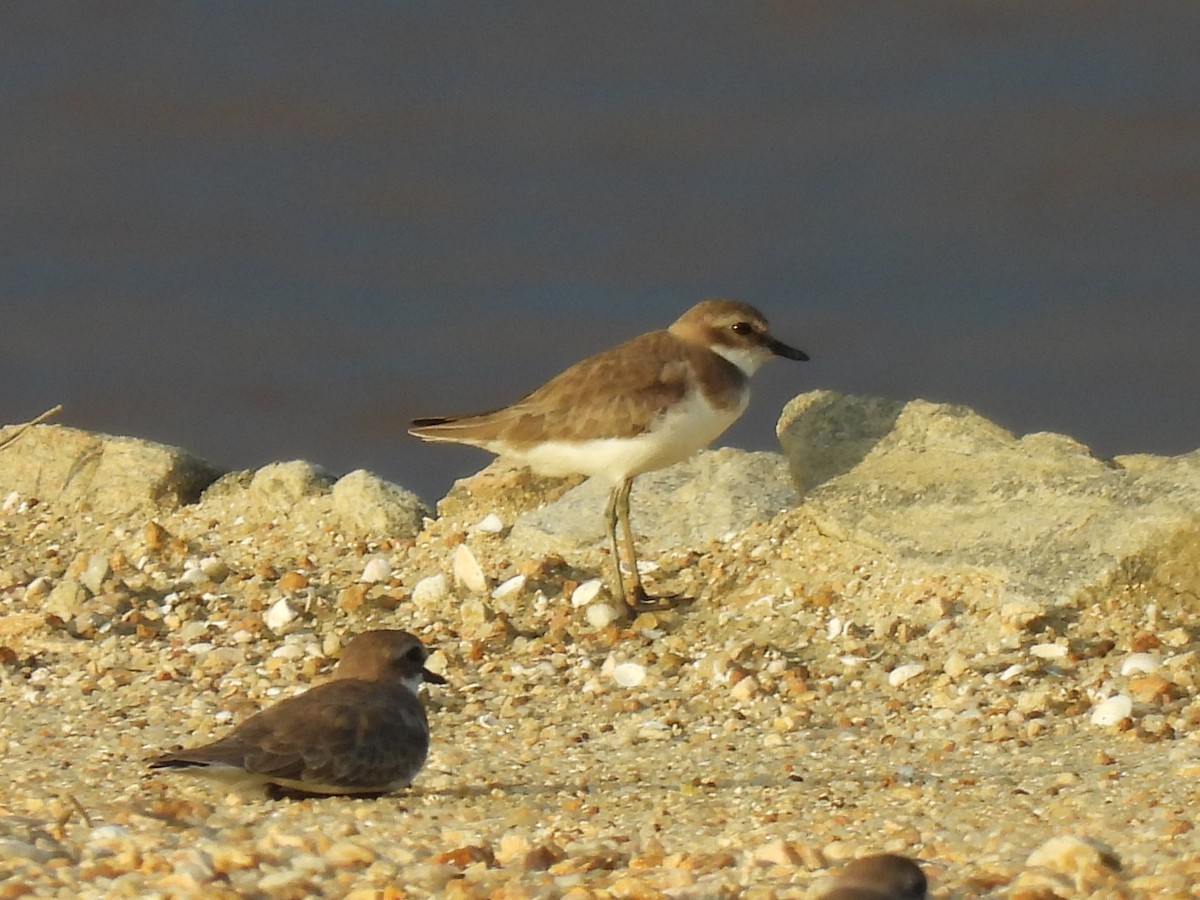 Tibetan Sand-Plover - ML657968773