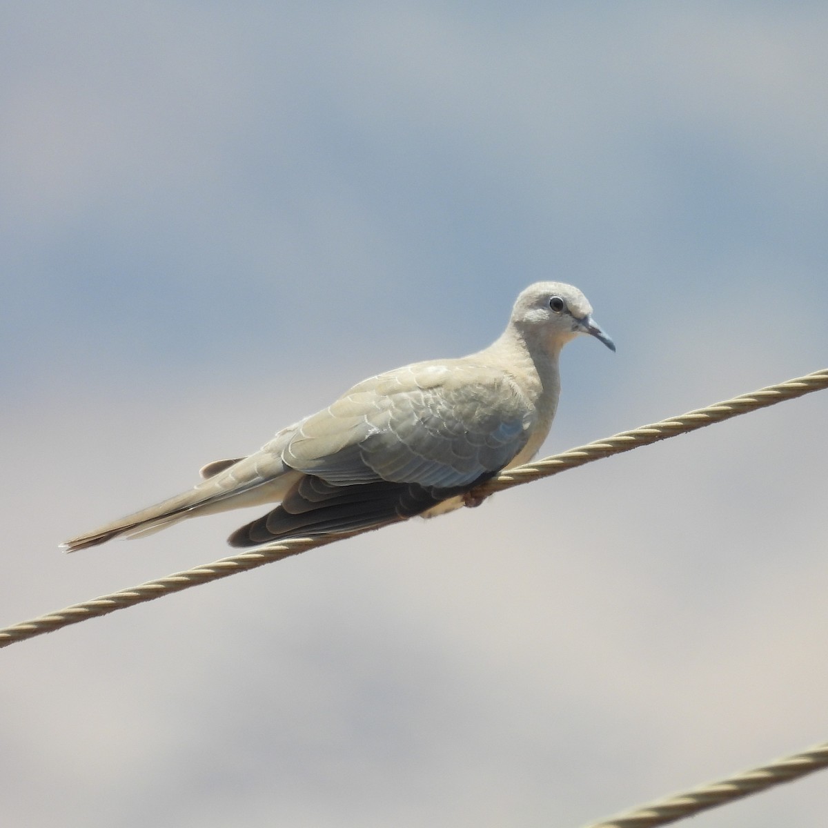 Eurasian Collared-Dove - ML657969765