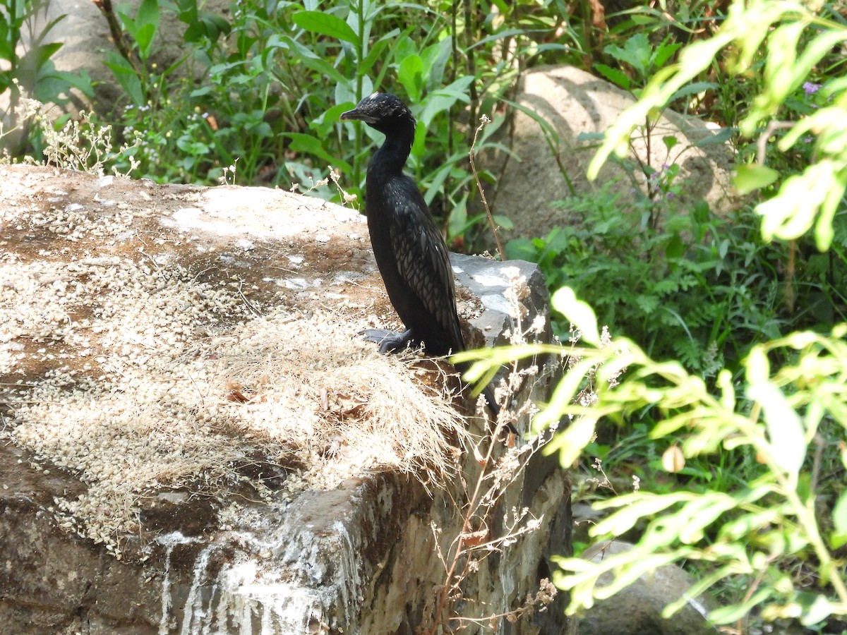 Little Cormorant - ML657969801
