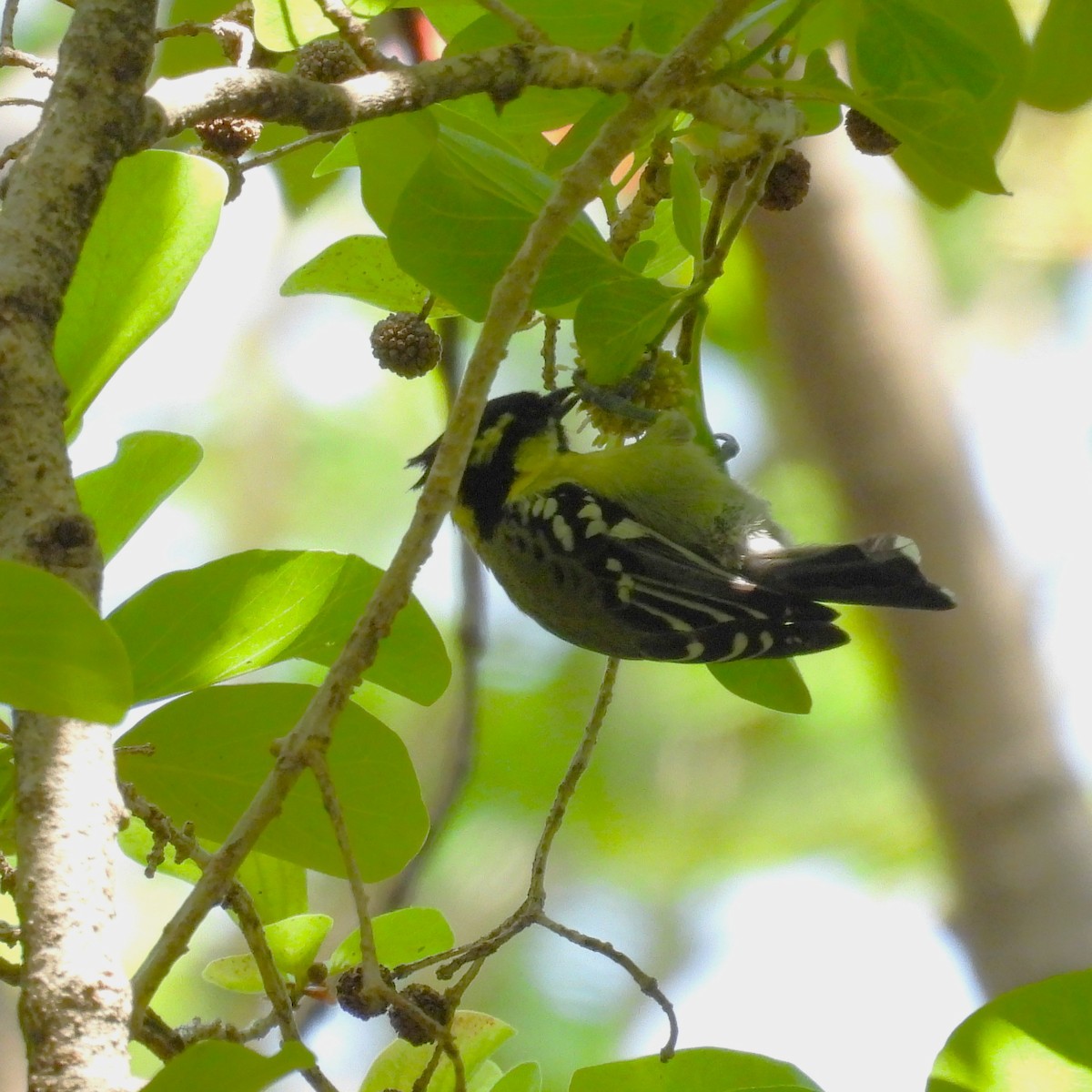 Indian Yellow Tit - ML657969830