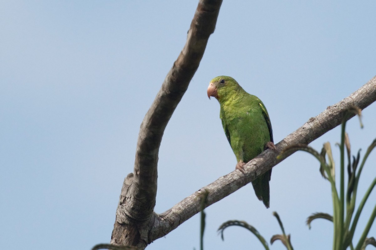 Cobalt-winged Parakeet - ML657970378
