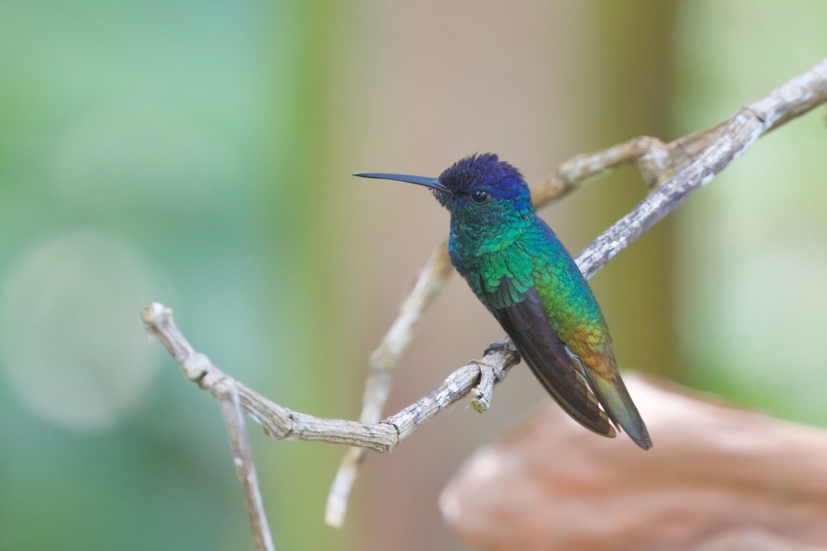 Golden-tailed Sapphire - ML657970527