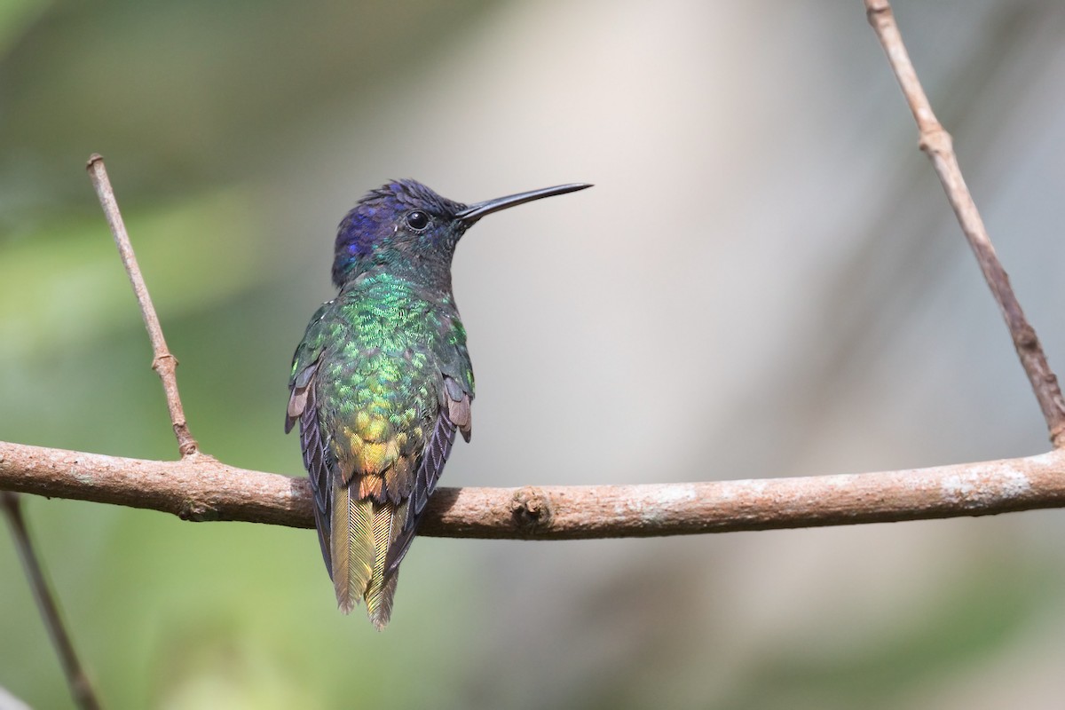 Golden-tailed Sapphire - ML657970532
