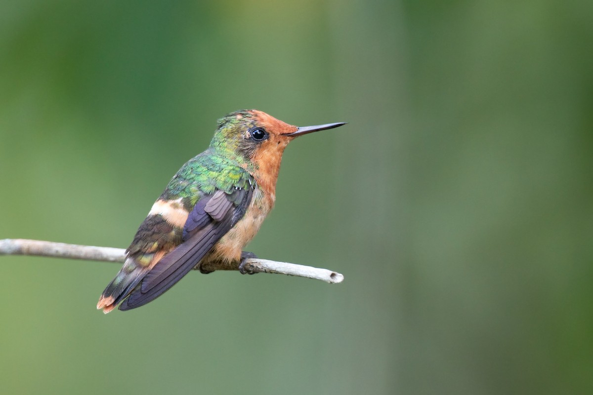 Rufous-crested Coquette - ML657970561