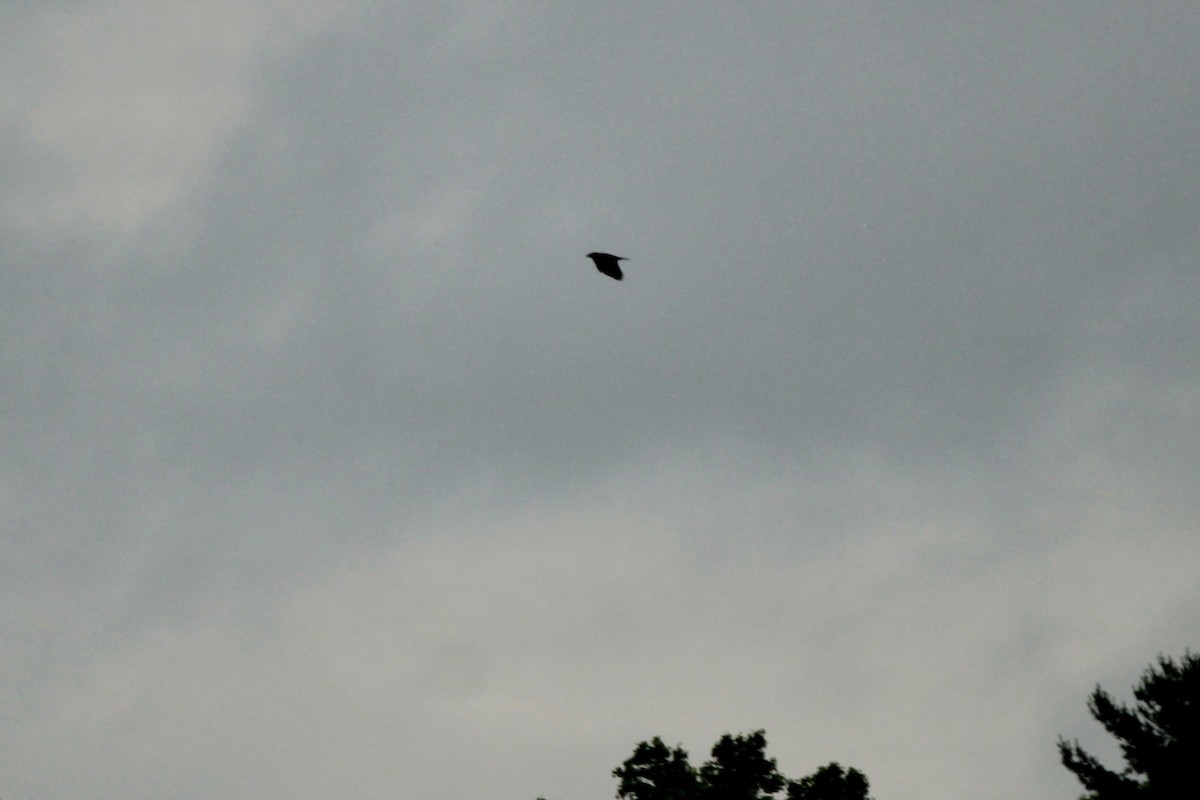 Fish Crow - ML657971033