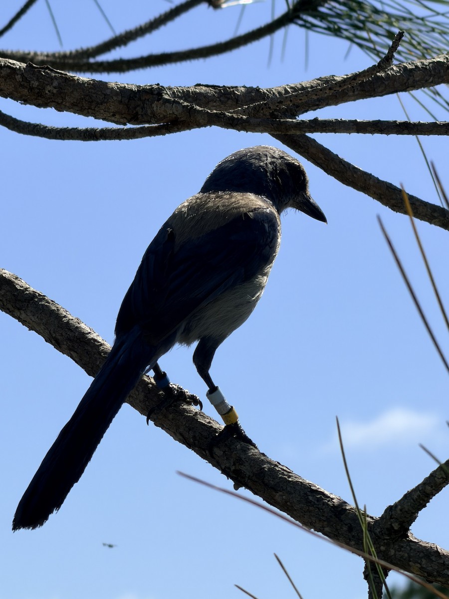 eBird Checklist - 20 May 2026 - JD state park - 10 species