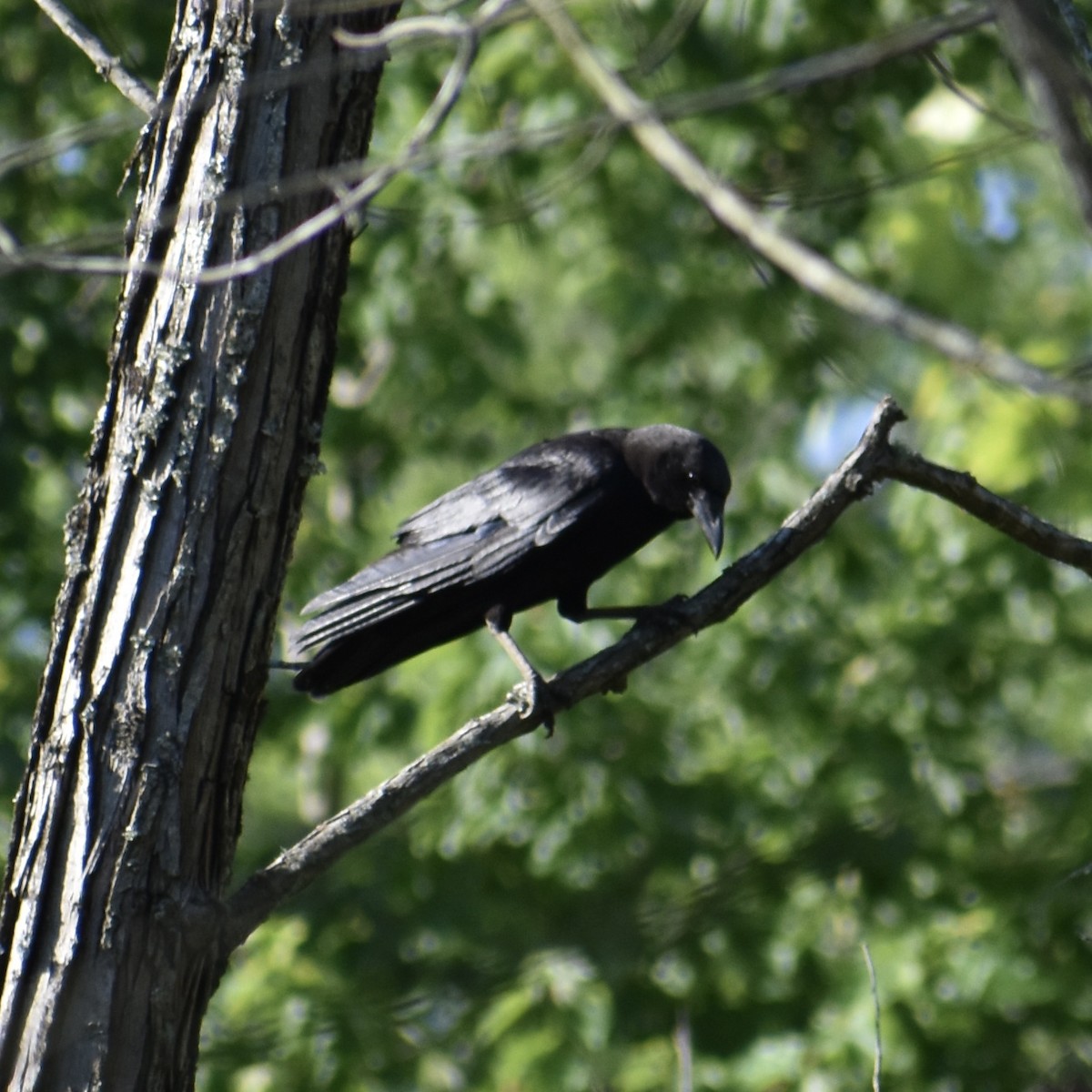 Fish Crow - ML657971845
