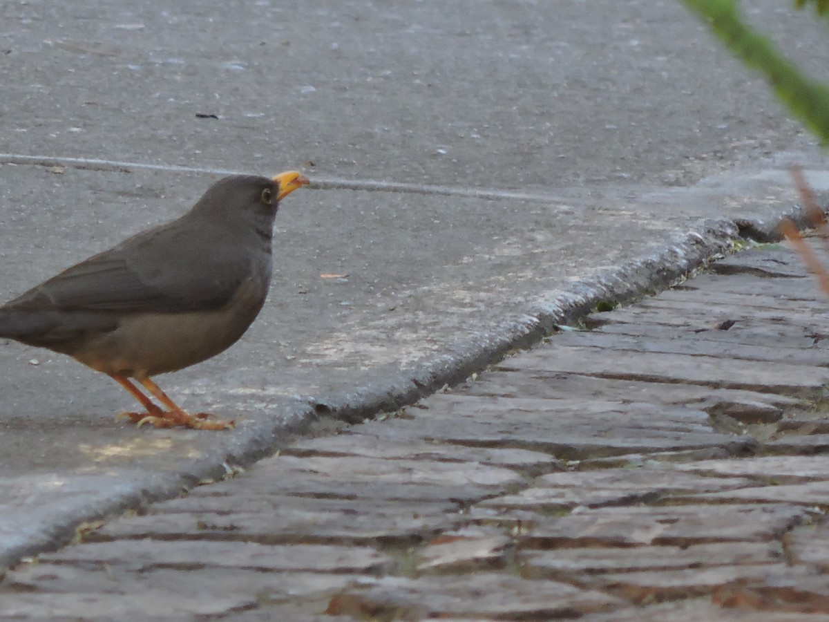 Karoo Thrush - ML657972695