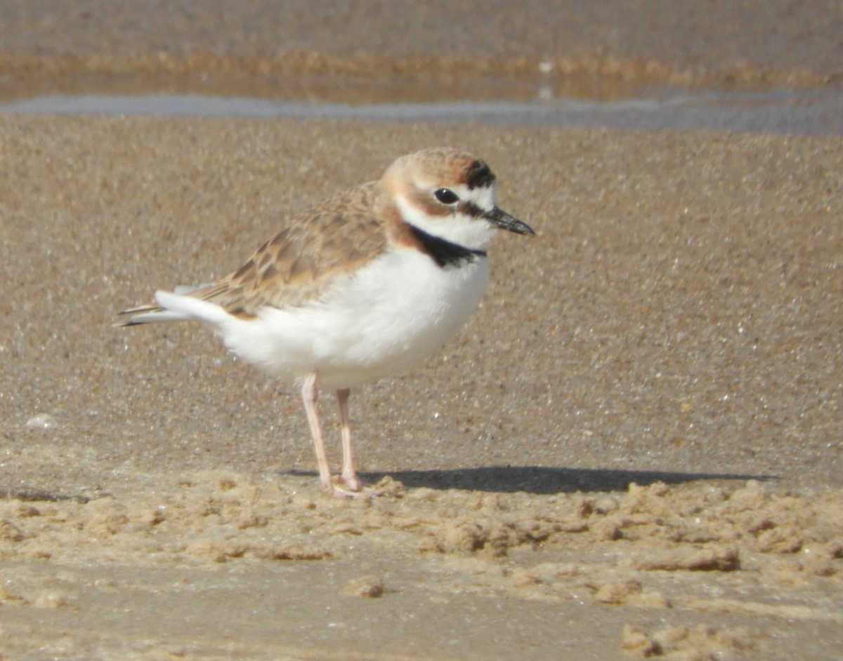 Collared Plover - Anarhynchus collaris - Media Search - Macaulay ...