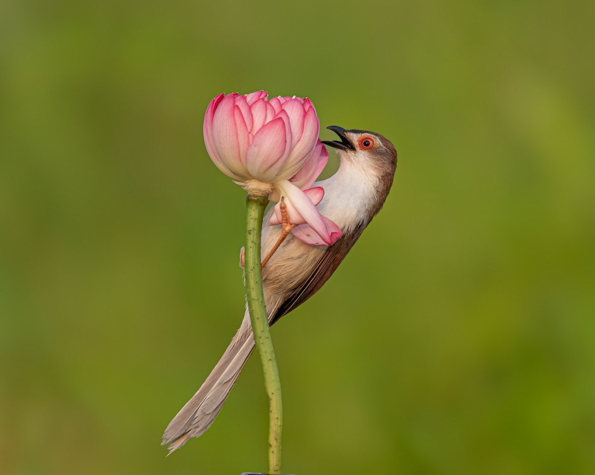 Yellow-eyed Babbler - ML657973144