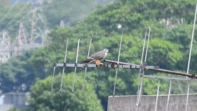 Aplomado Falcon - ML657973286
