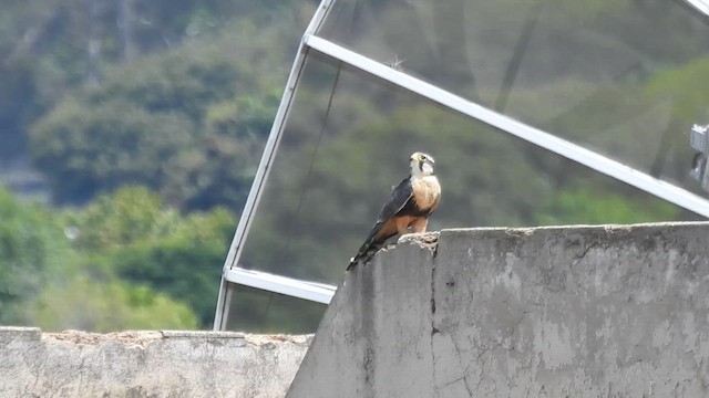 Aplomado Falcon - ML657973297