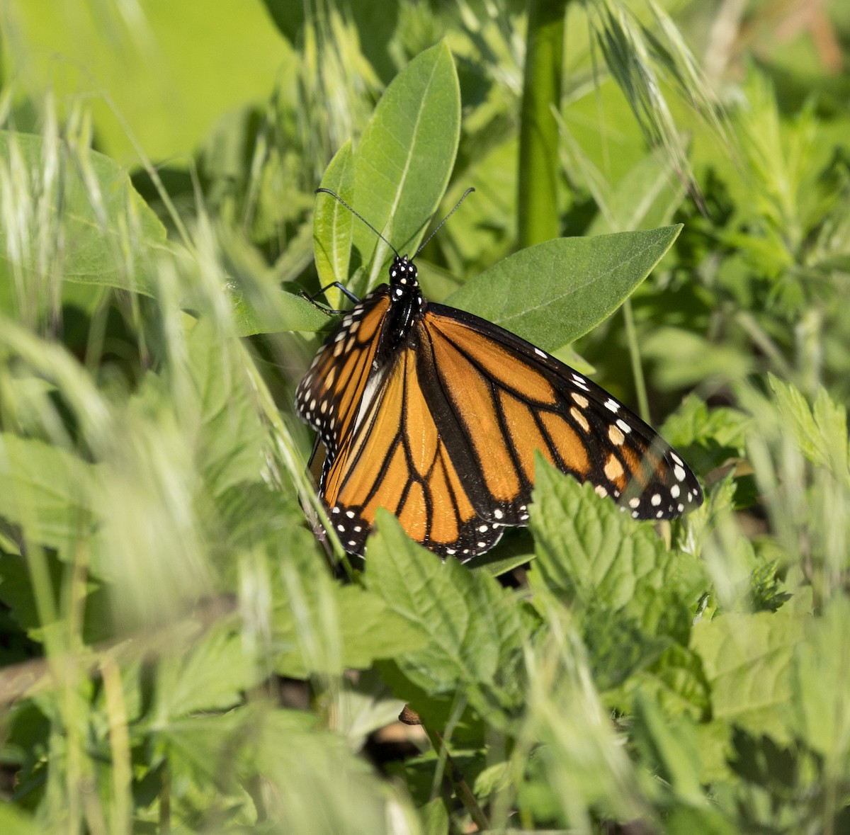Monarch - ML657973653
