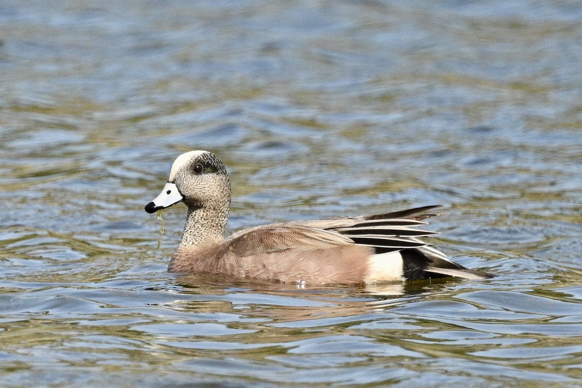 Canard d'Amérique - ML657973699