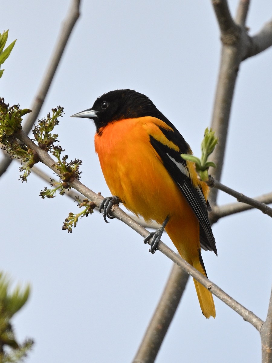 Oriole de Baltimore - ML657973780