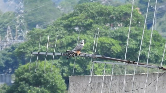 Aplomado Falcon - ML657973953