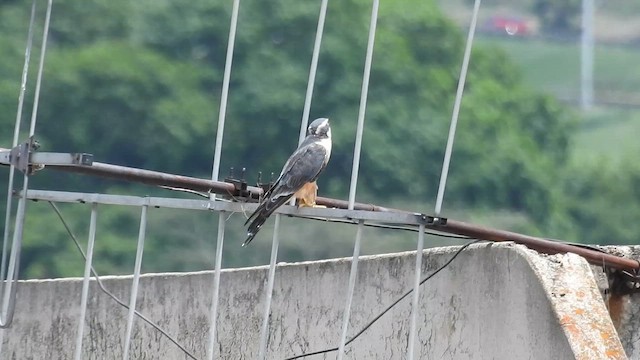 Aplomado Falcon - ML657974015
