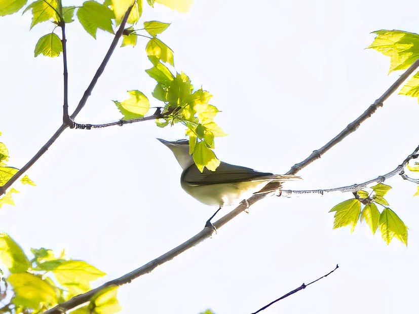 Vireo Ojirrojo - ML657974719