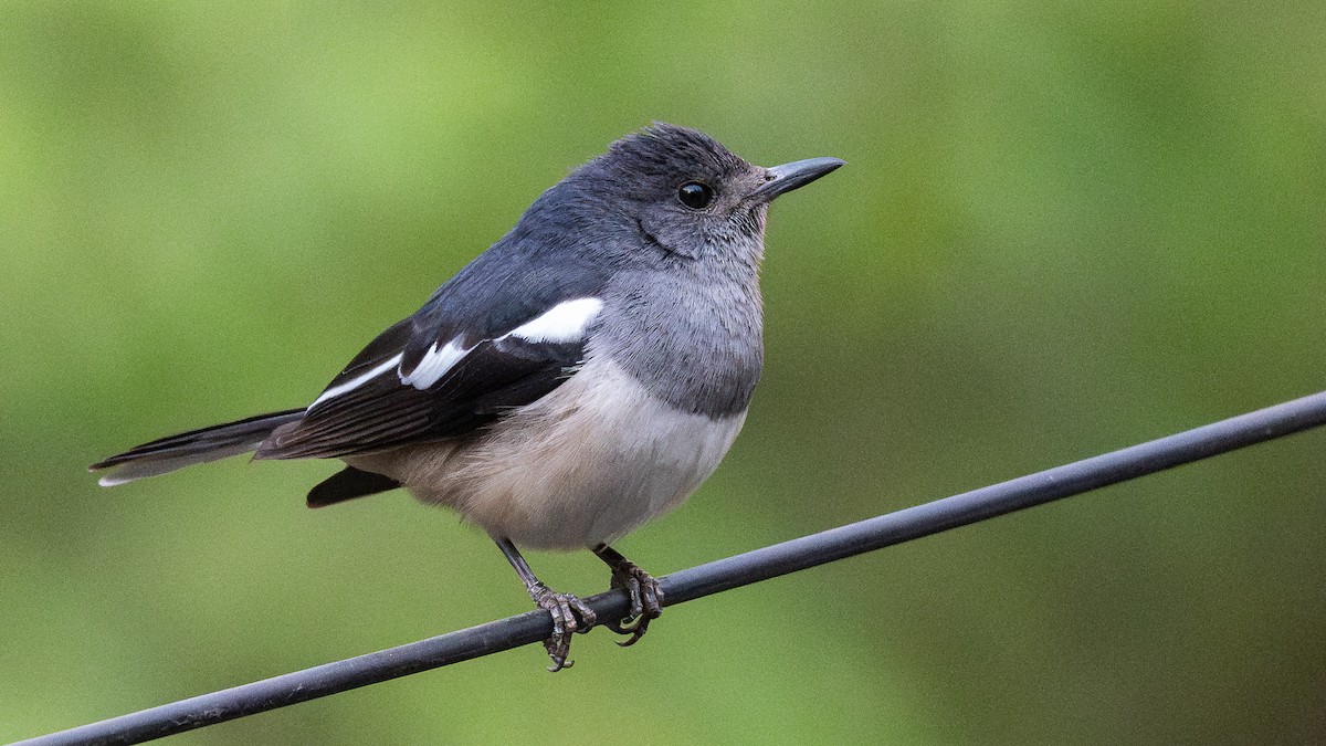Oriental Magpie-Robin - ML657977047