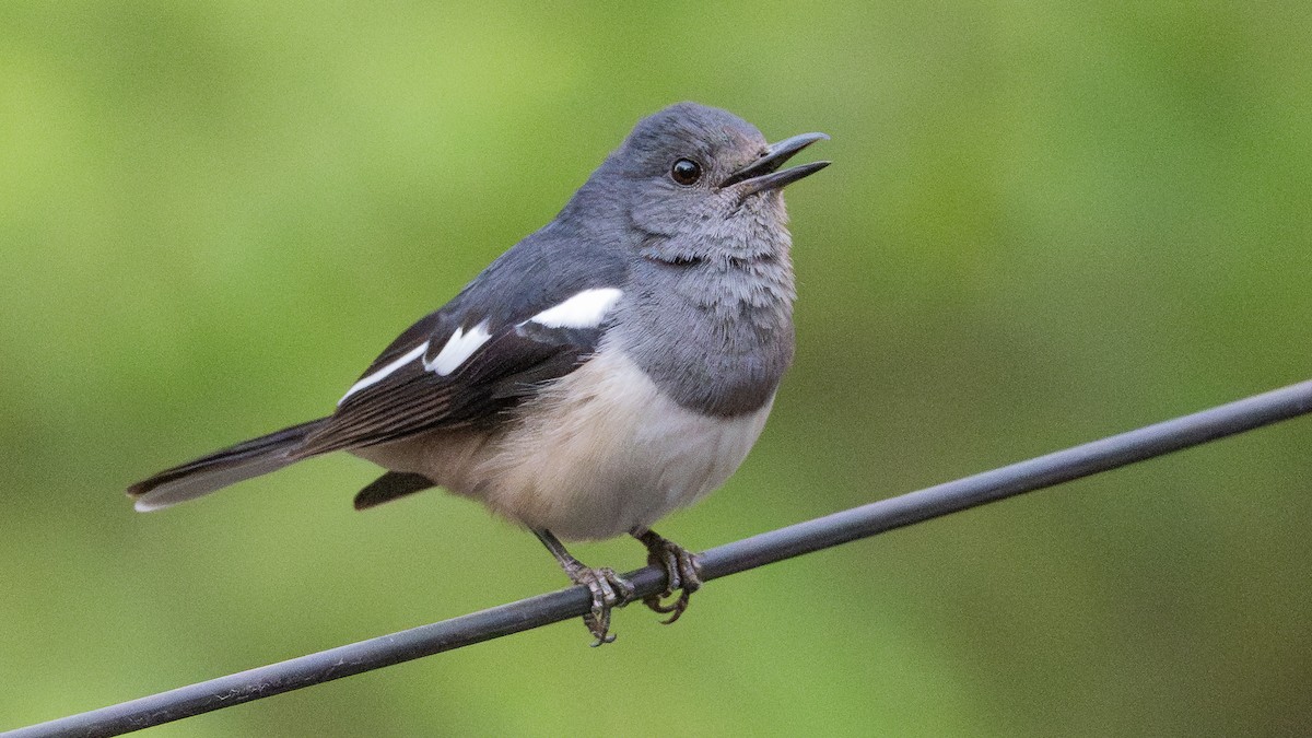 Oriental Magpie-Robin - ML657977095
