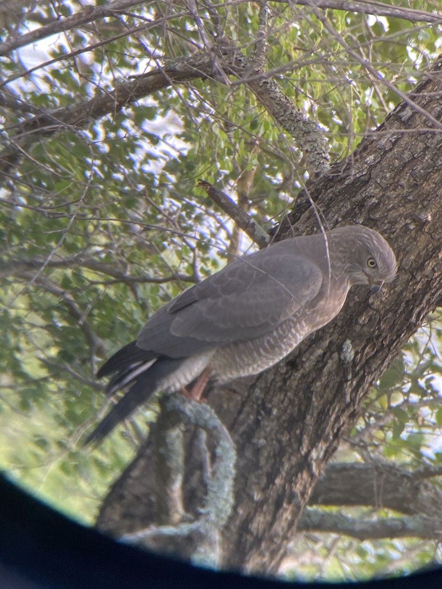 African Goshawk - ML657977219