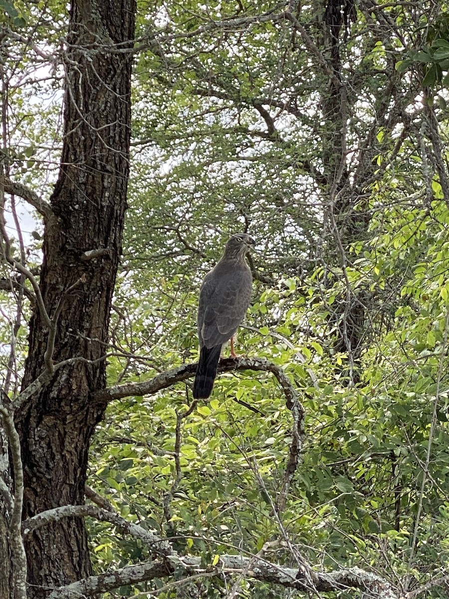 African Goshawk - ML657977221