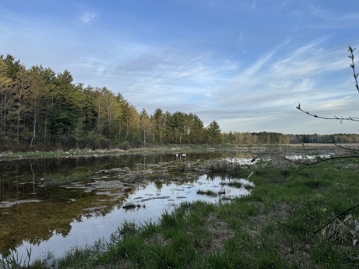 Trompeterschwan - ML657978356
