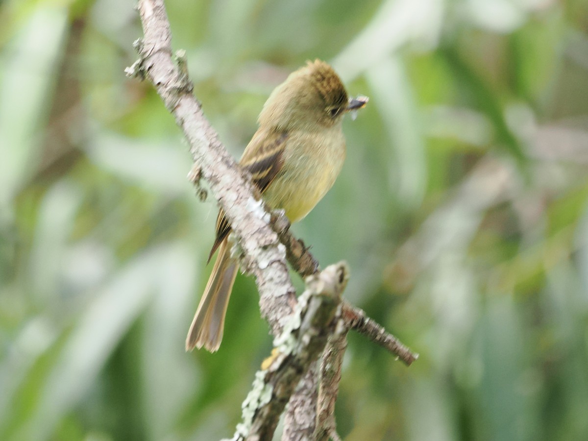 Western Flycatcher (Cordilleran) - ML657978363
