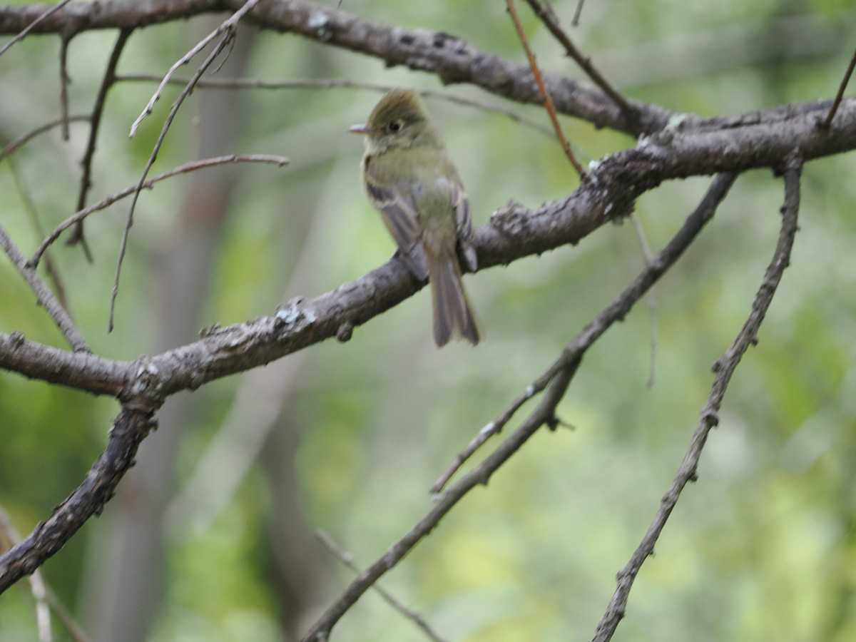 Western Flycatcher (Cordilleran) - ML657978364
