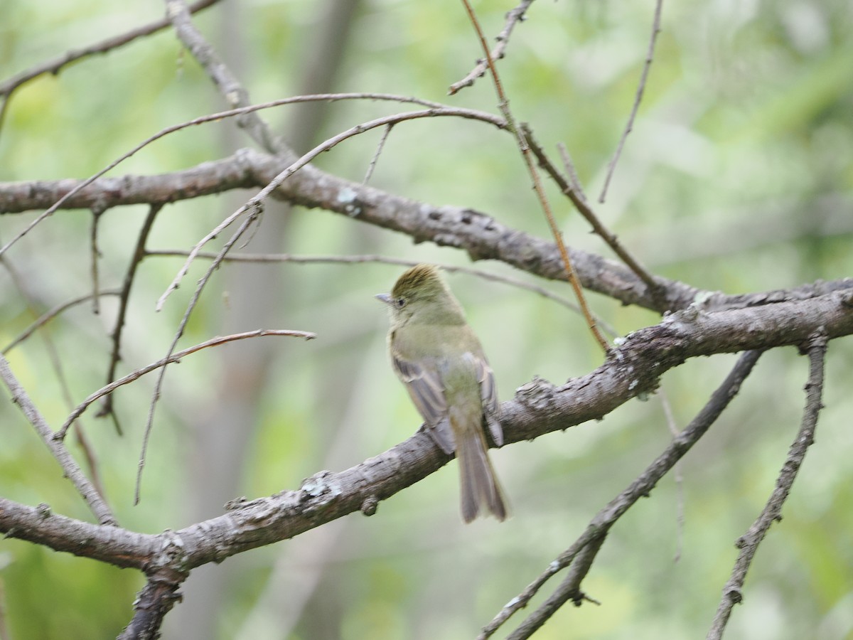 Western Flycatcher (Cordilleran) - ML657978365