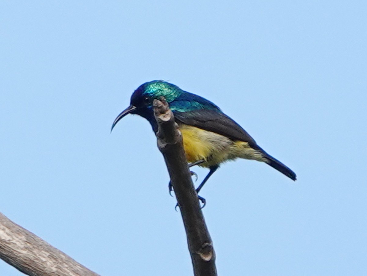 Ziernektarvogel [venustus-Gruppe] - ML657978367