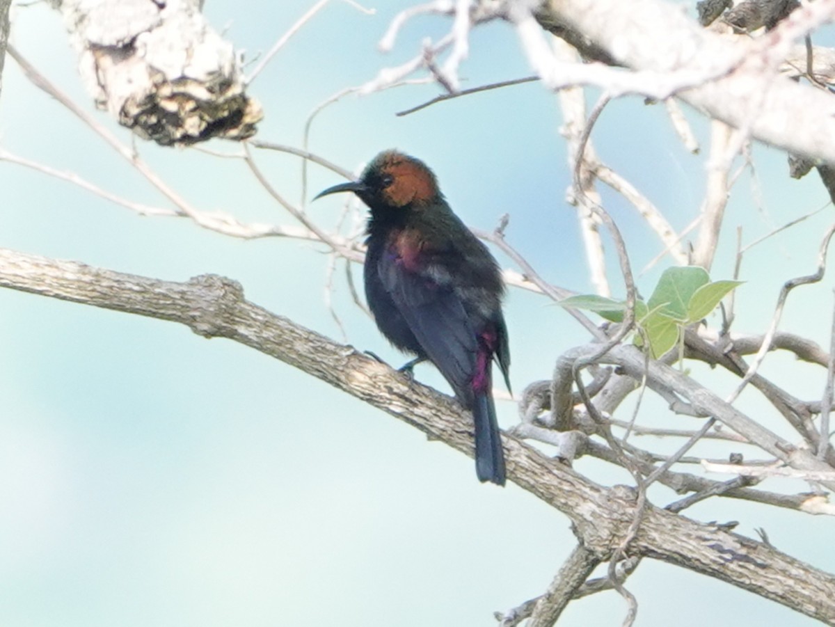 Kupfernektarvogel - ML657978371