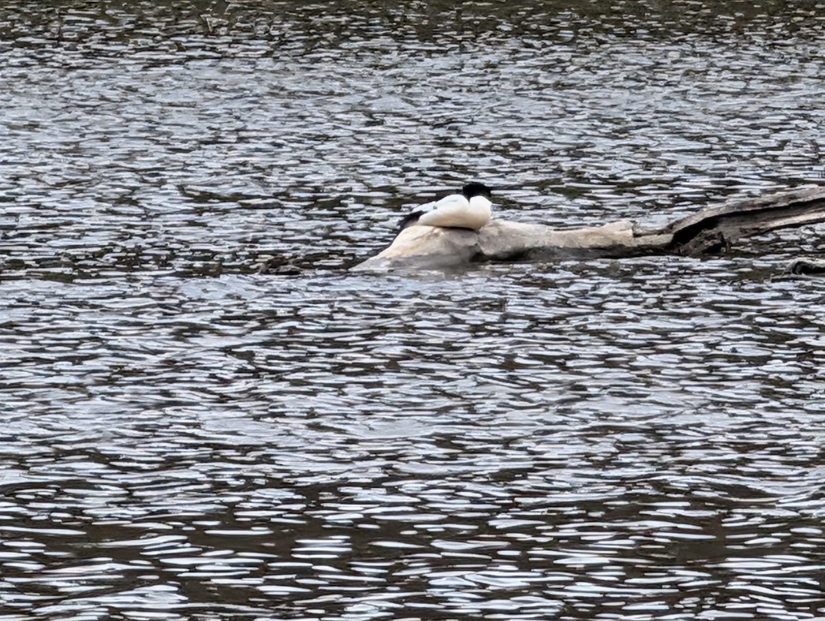 Gänsesäger - ML657978392