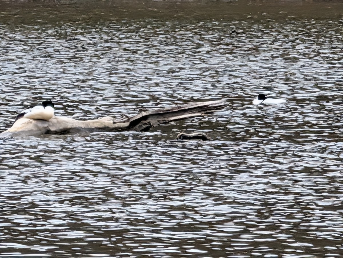 Gänsesäger - ML657978393