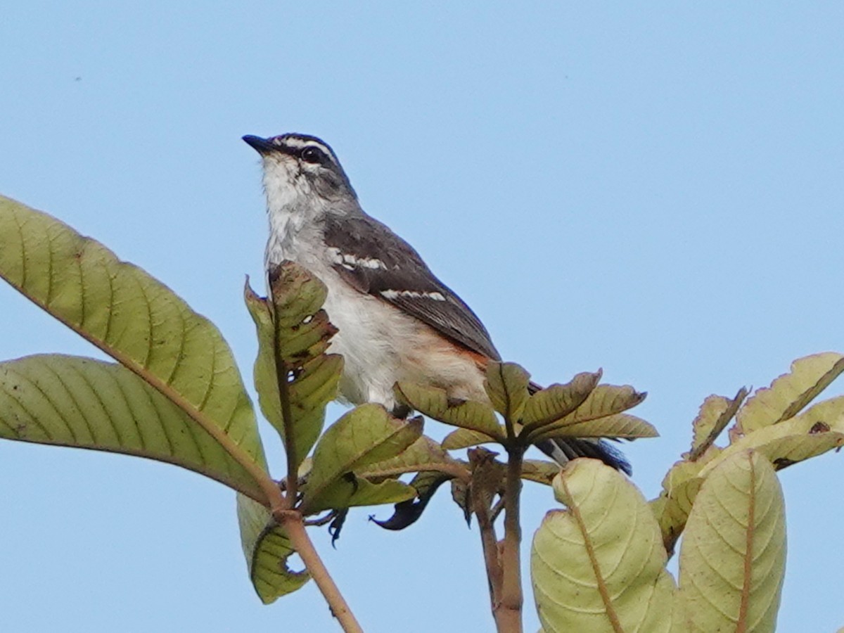 Hartlaubheckensänger - ML657978407
