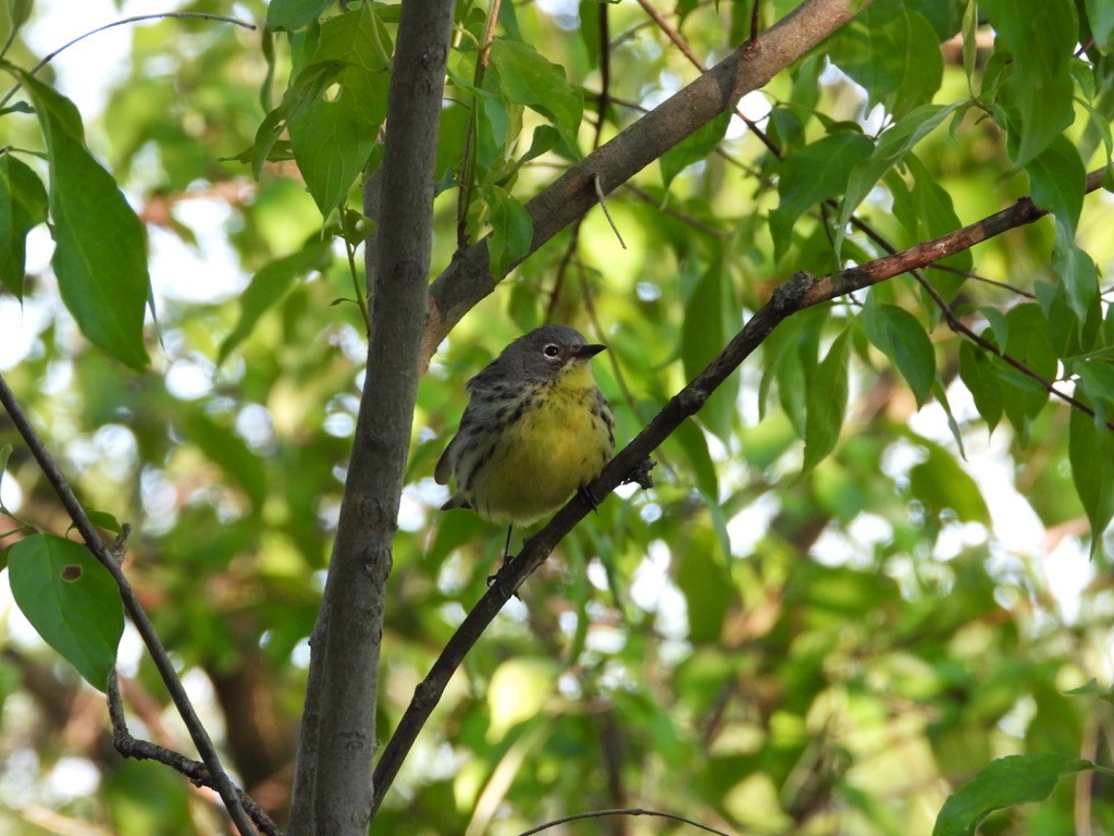 Michiganwaldsänger - ML657978409