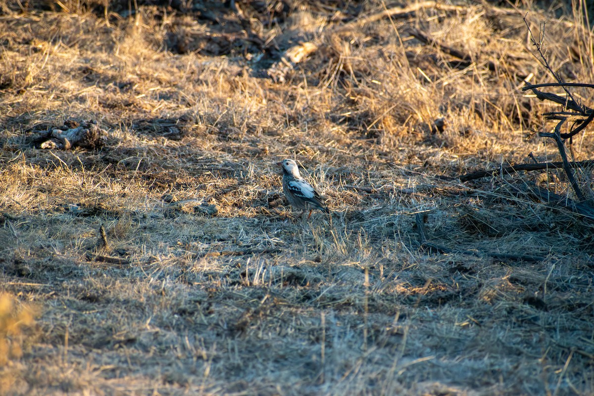 Mourning Sierra Finch - ML657978427