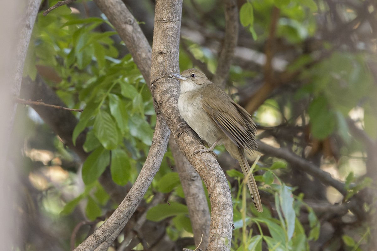 Terrestrial Brownbul - ML657981850